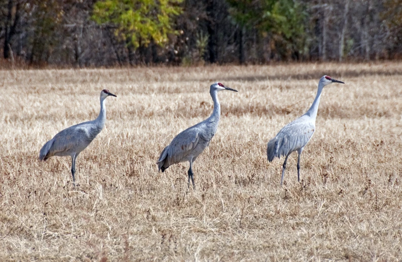 three birds stand in a field near trees