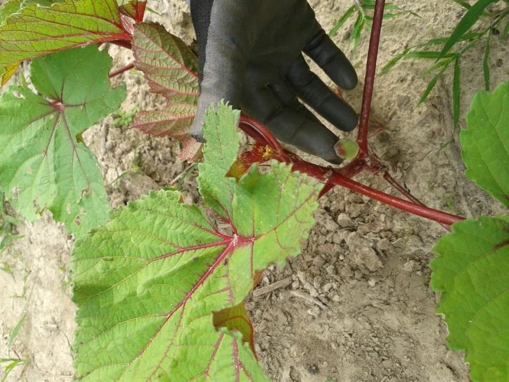 an adult hand holding the stem of a plant