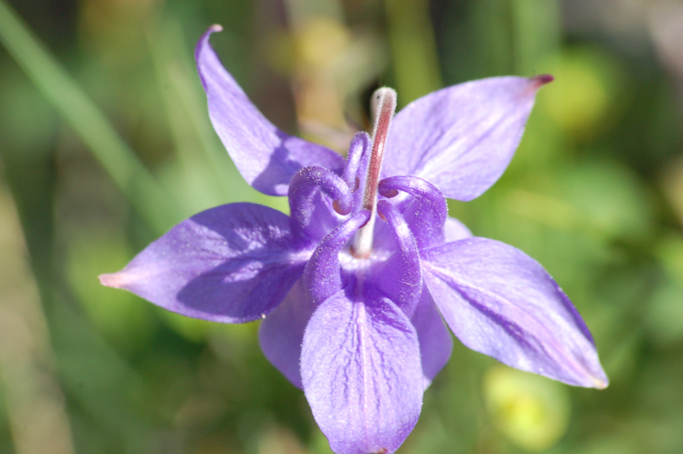 purple flowers blooming on a stem in the sunlight