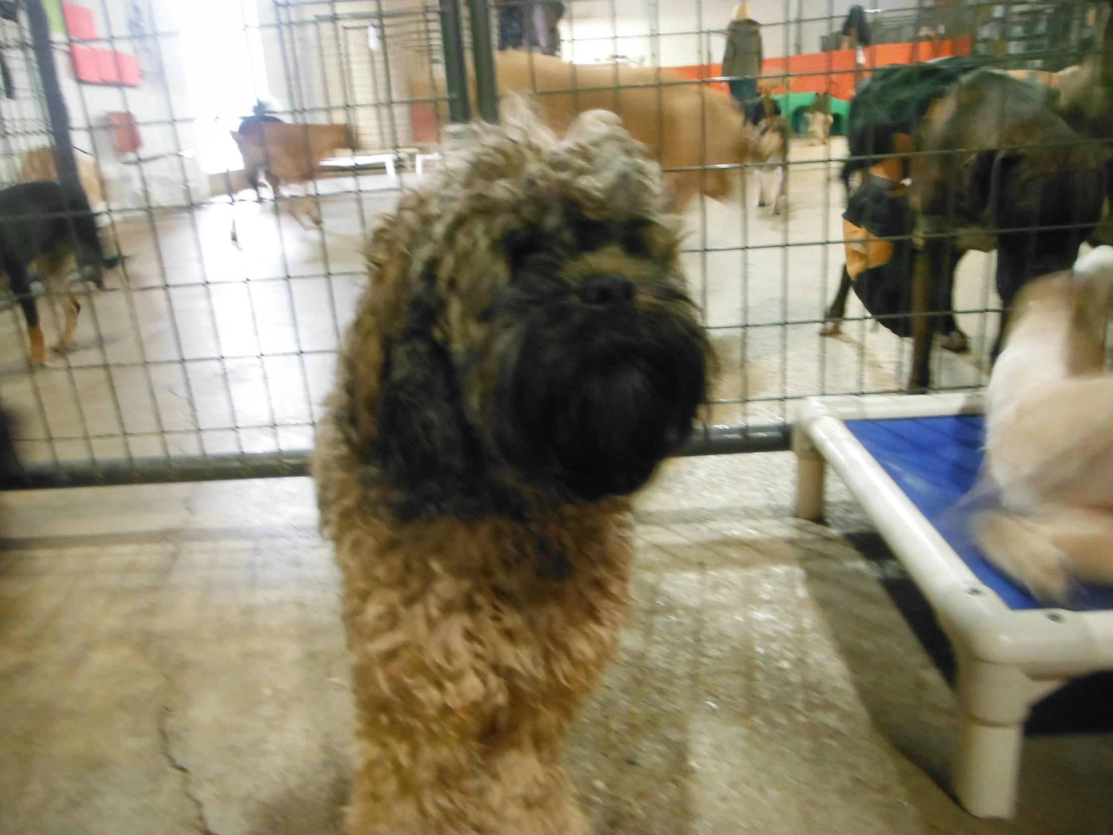 a dog looks back and stares into a fence