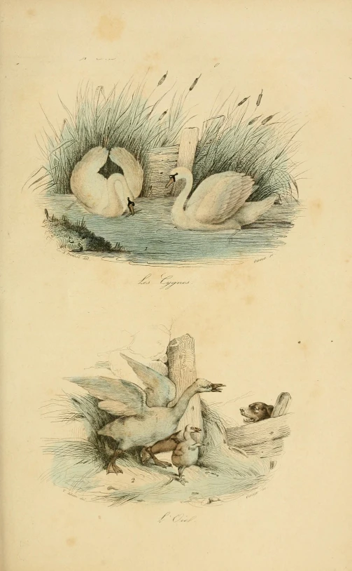 two illustrations of ducks in different water areas