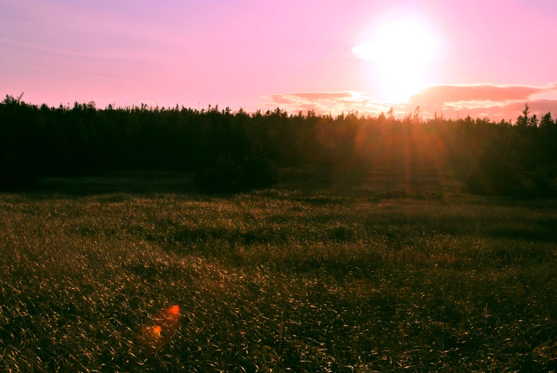 the sun is setting on the horizon as it illuminates the landscape with a field of grass and flowers