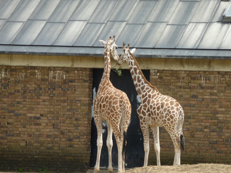 a couple of giraffe standing next to each other in front of a building