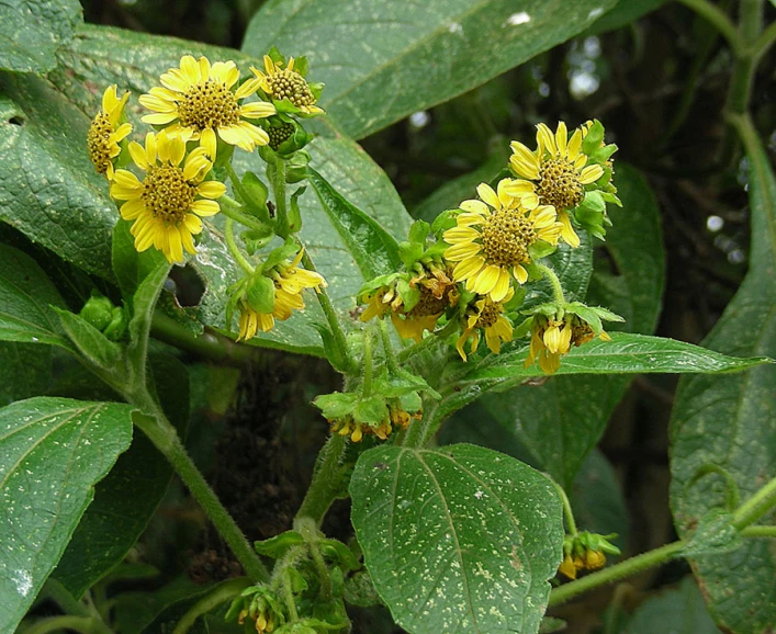a couple of yellow flowers that are on a plant