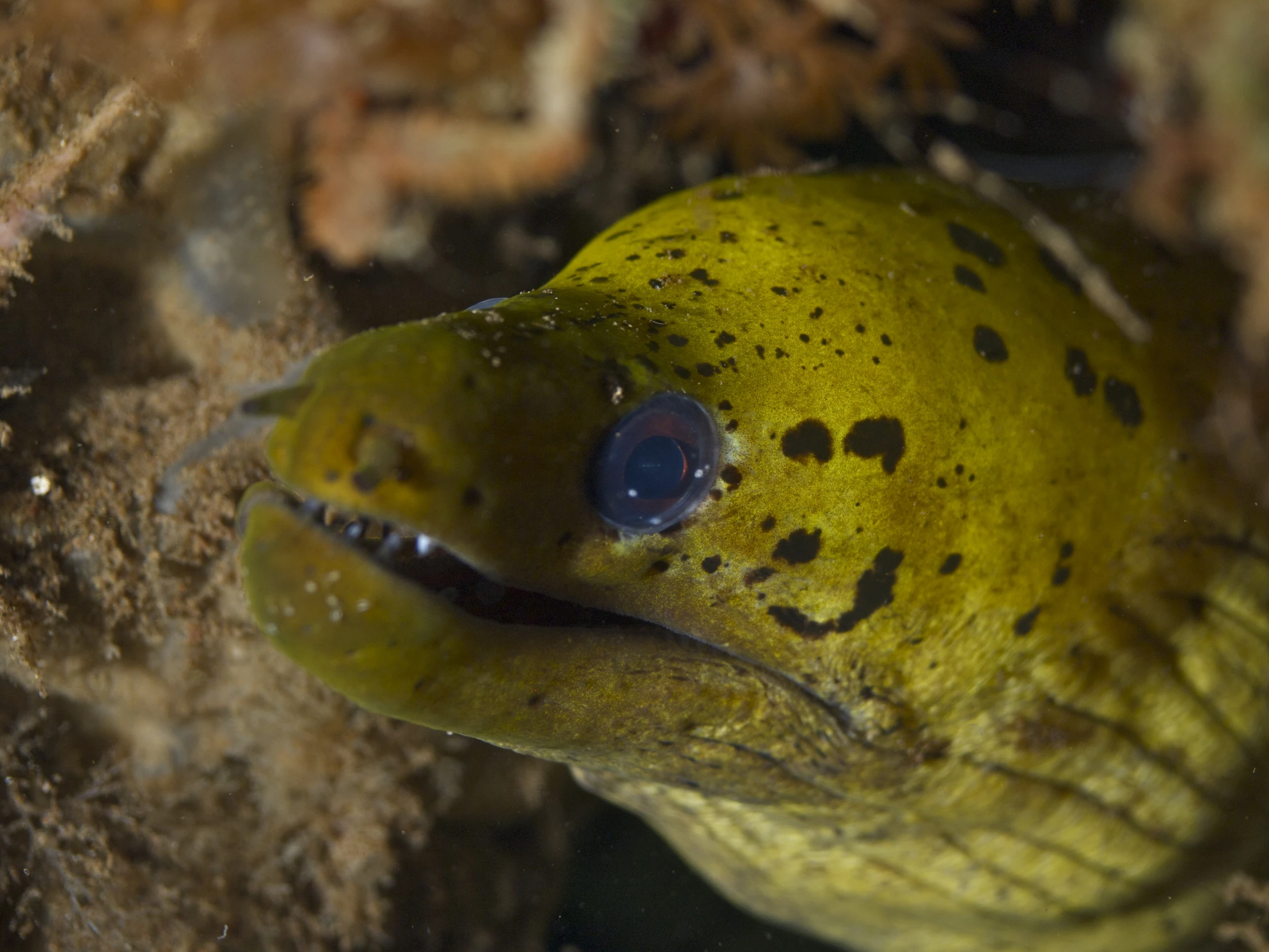 a close up of a green fish underwater