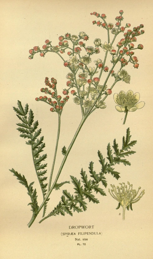 this is an antique botanical illustration of flowers