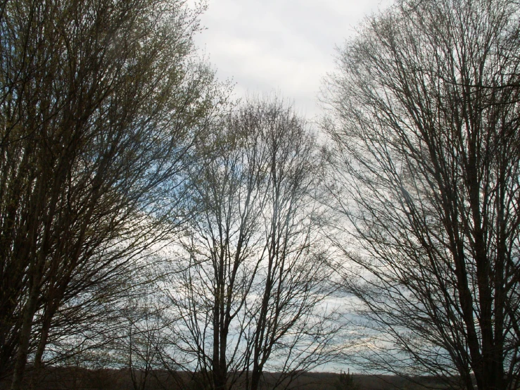 an image of trees without leaves at sunset