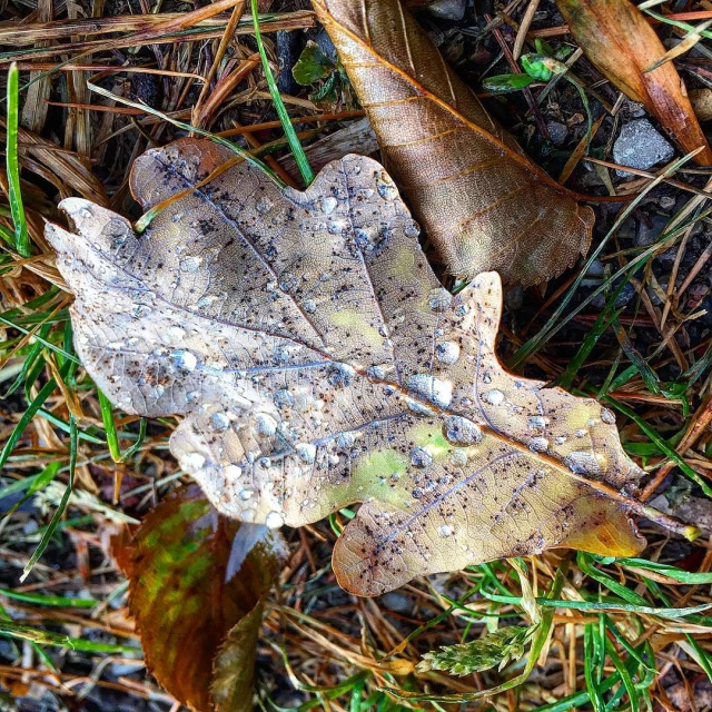 a leaf that has been leafed with some dirt on the ground