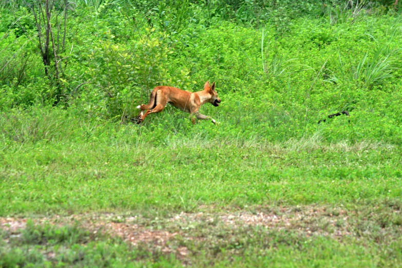 a dog running in the middle of a grassy field