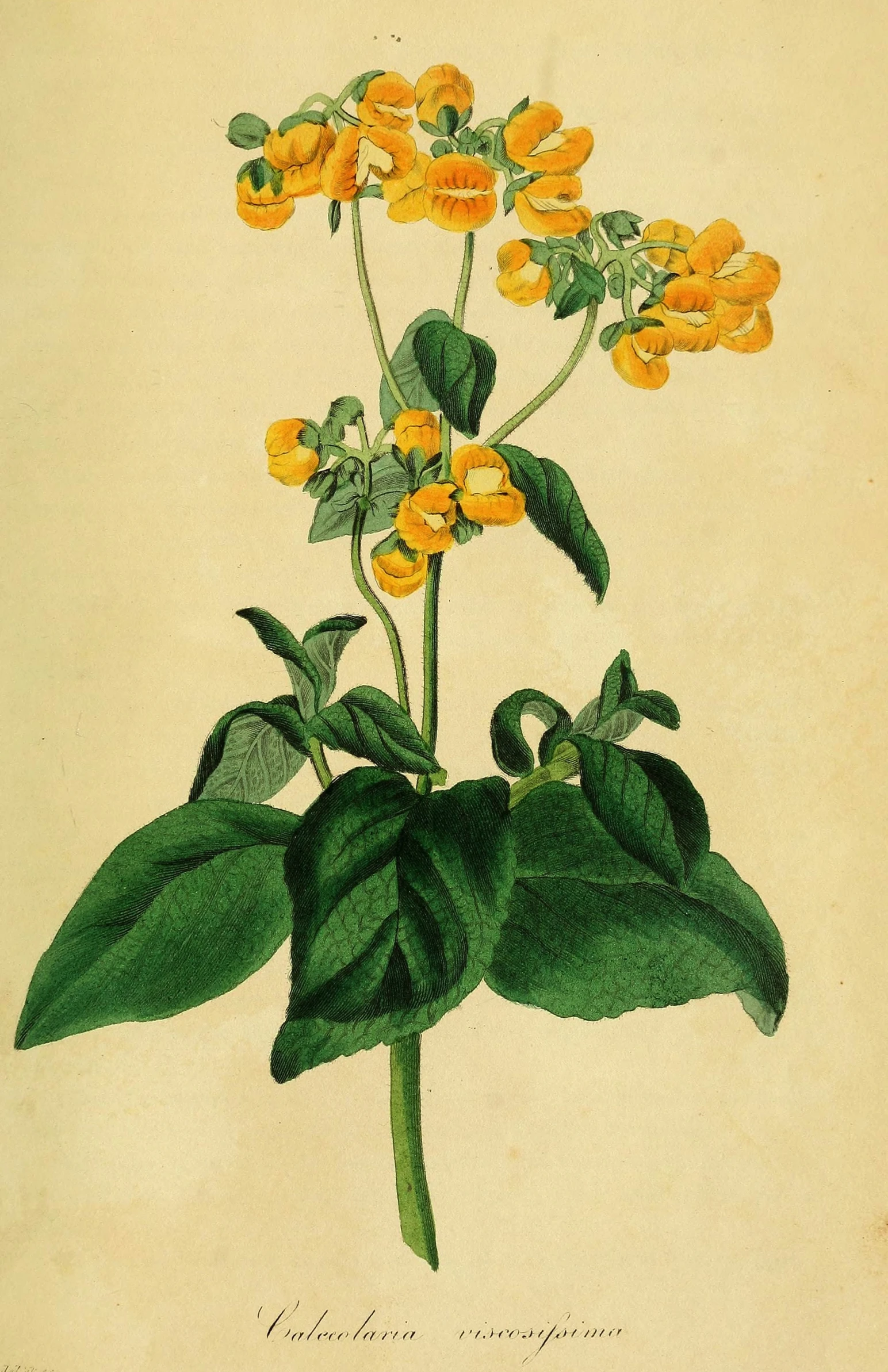 an antique engraving showing a yellow flower