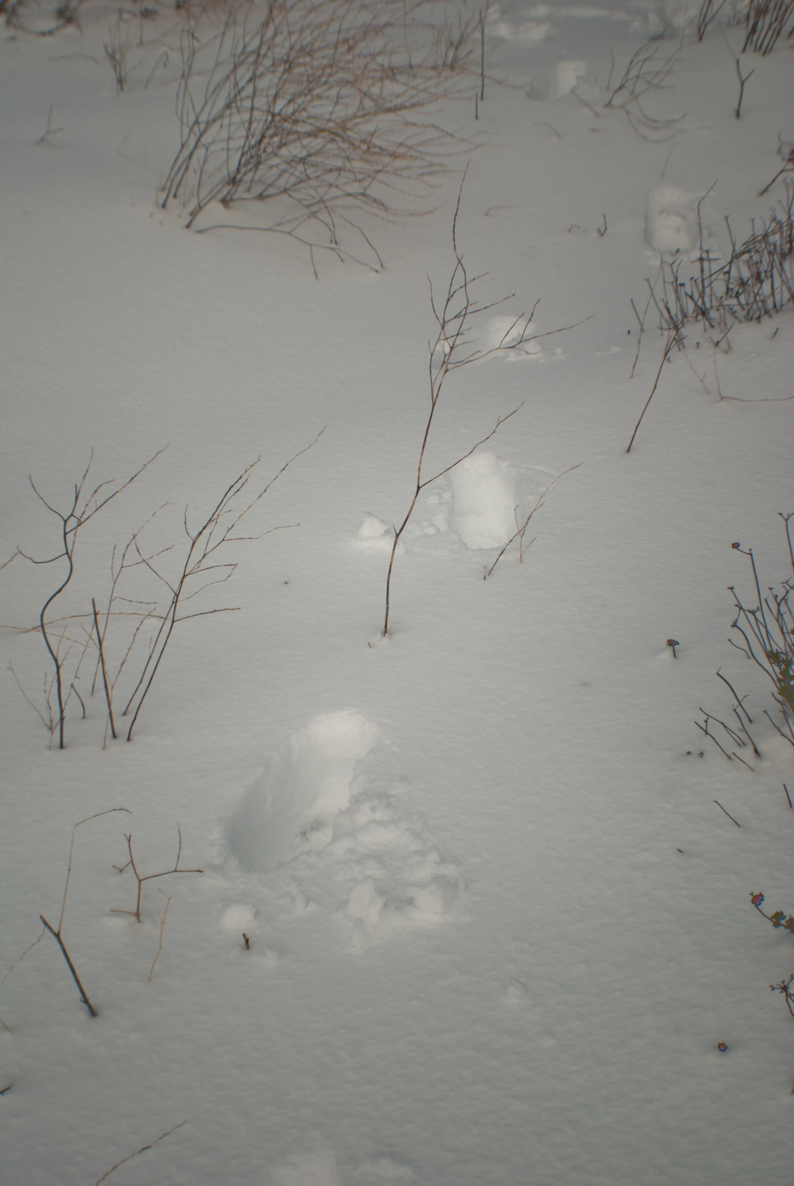 bird footprints in the snow on a snowy day