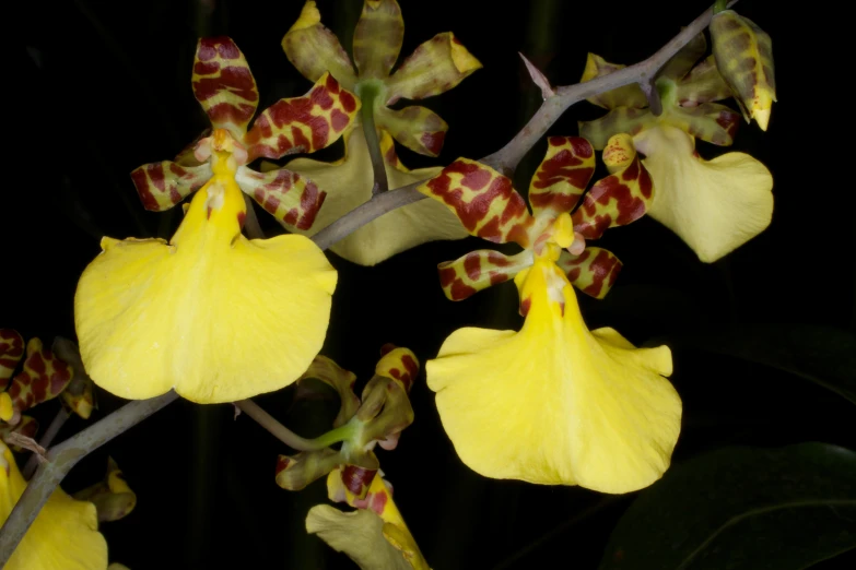 yellow flowers are all over the ground