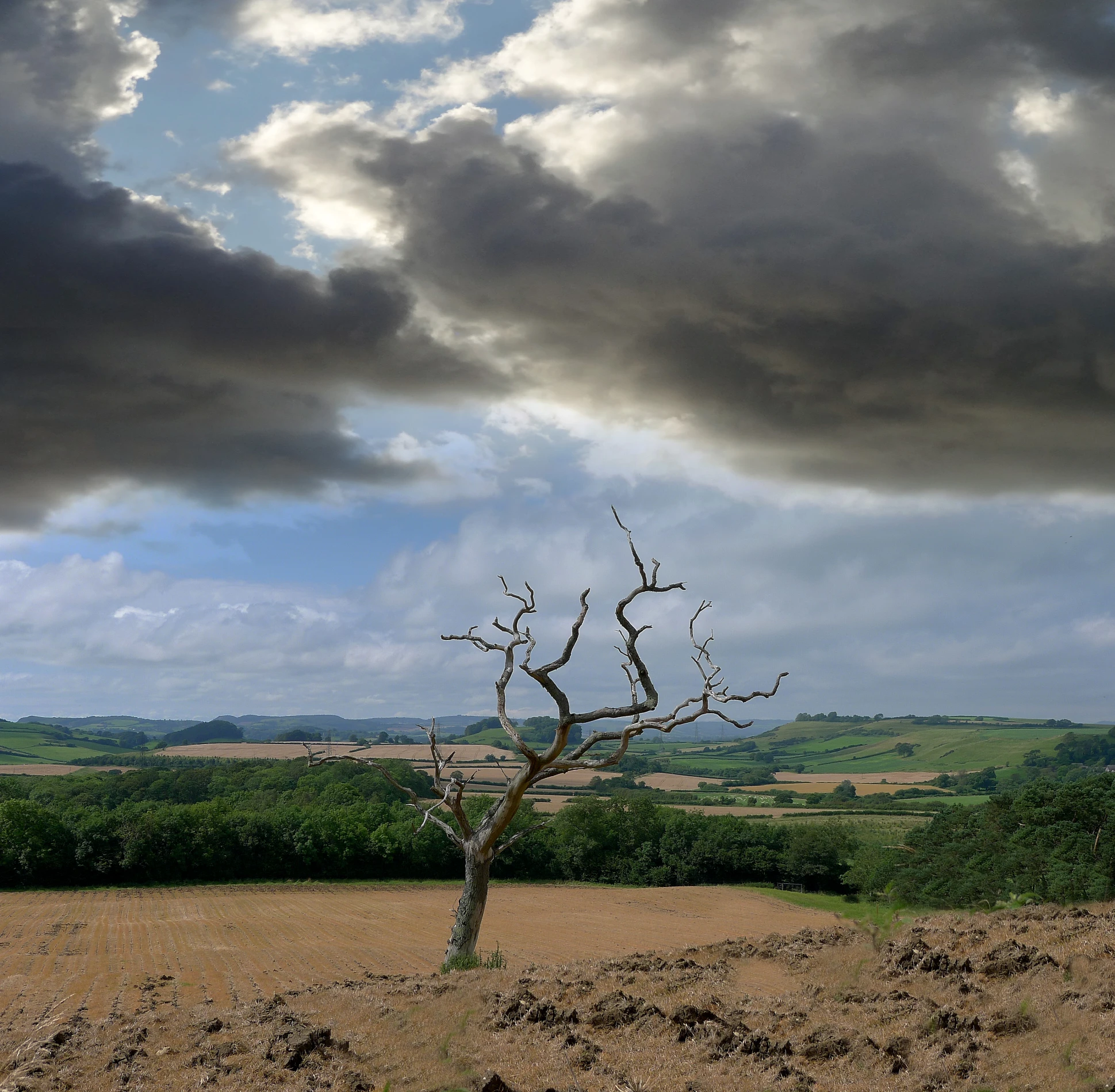 there is a tree that is standing in the field