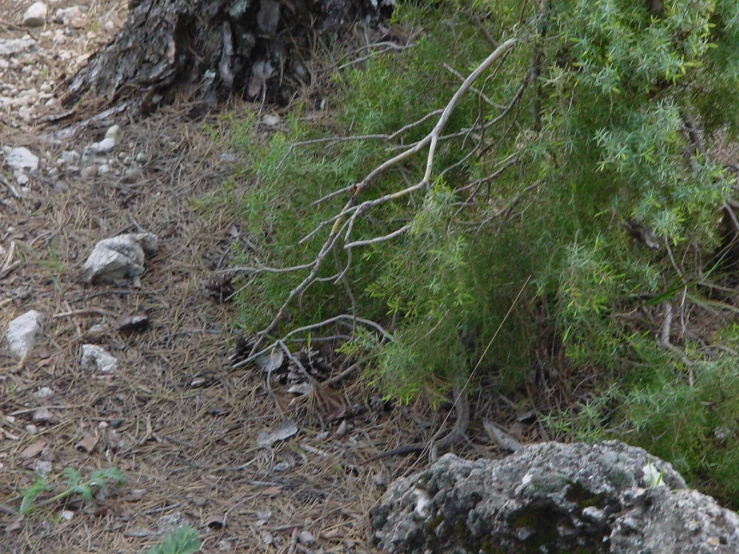 a small bird is standing near some trees