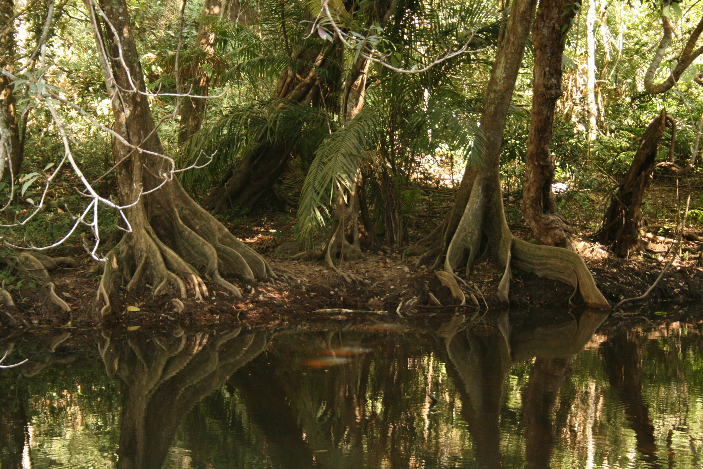 several trees with their roots growing reflected in the water