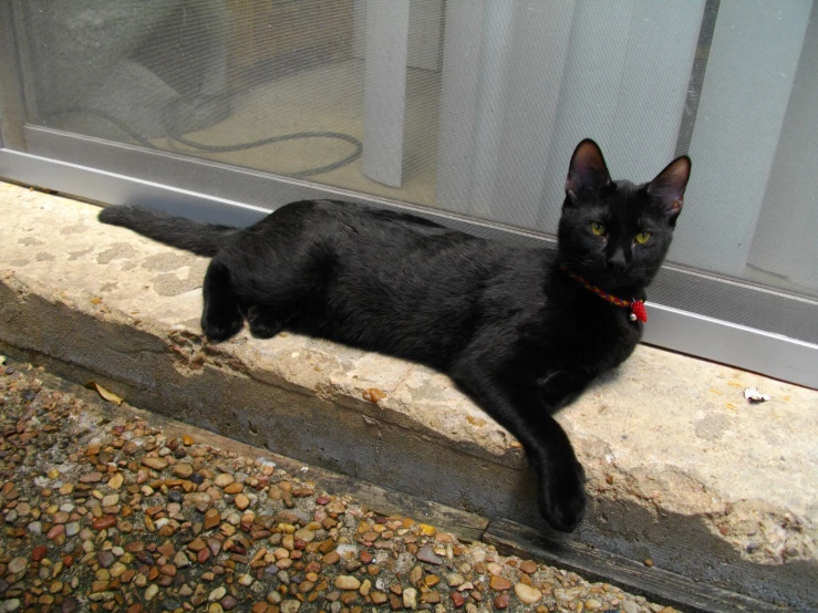 the black cat is lying down in front of a glass door