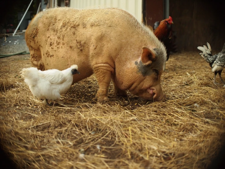 two chickens standing in straw and one pig