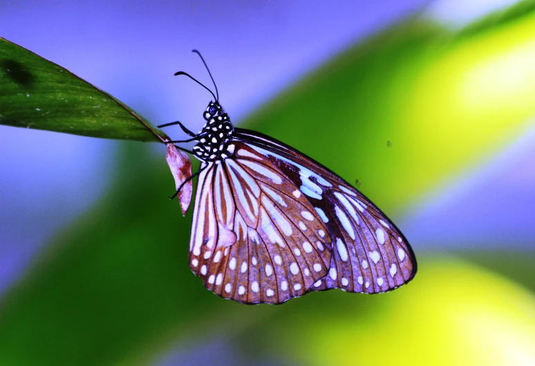 a erfly resting on a green leaf