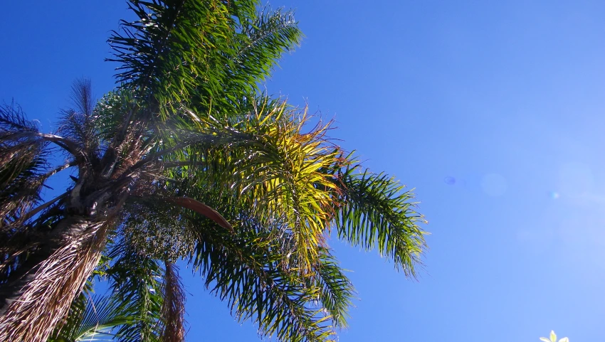 green tree nches reaching into the sky during a sunny day