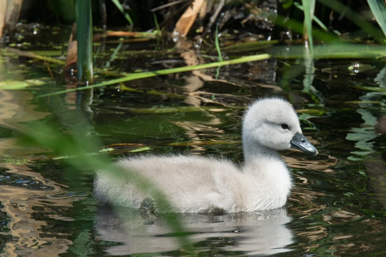 small white duck floating in the water with its head above the surface