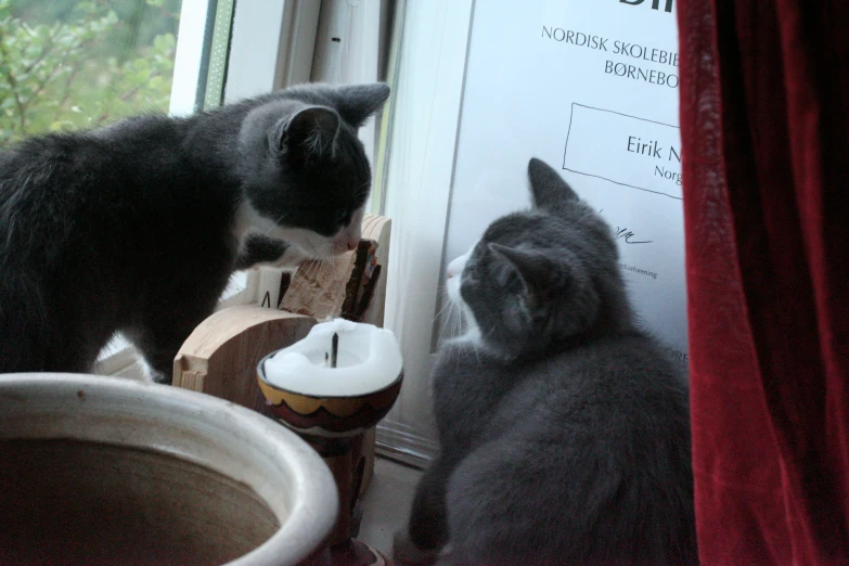 two grey and white cats looking at each other