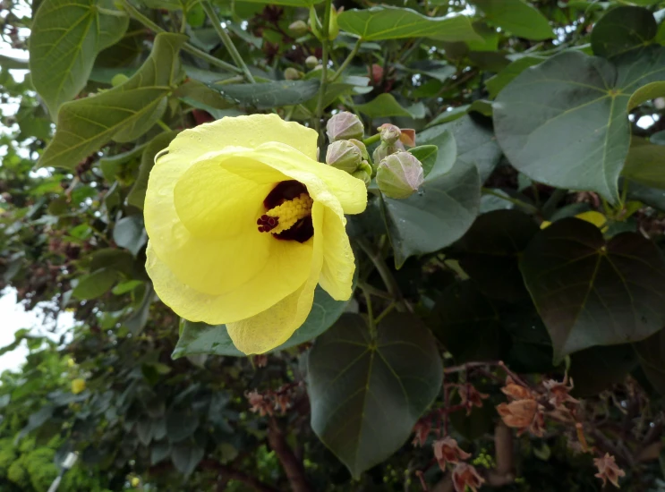 a flower on a tree nch near some leaves