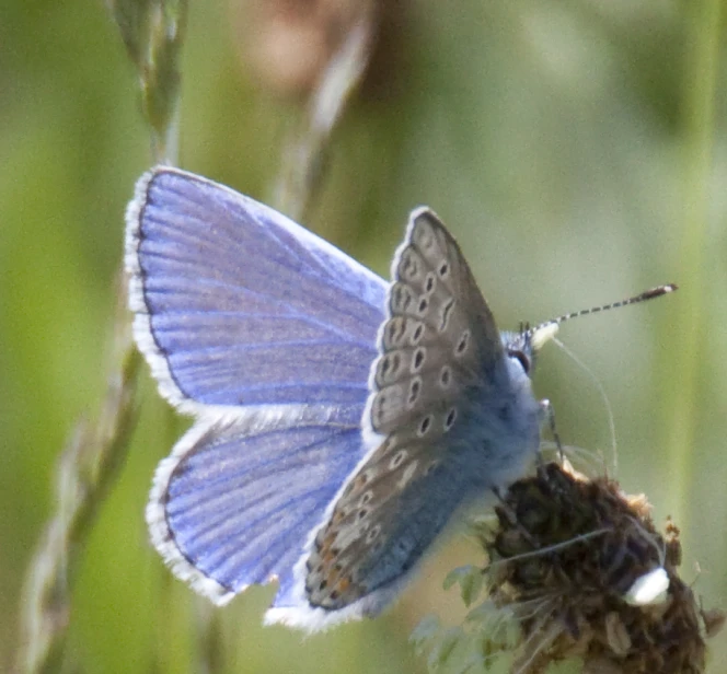 a close up view of a erfly on a plant