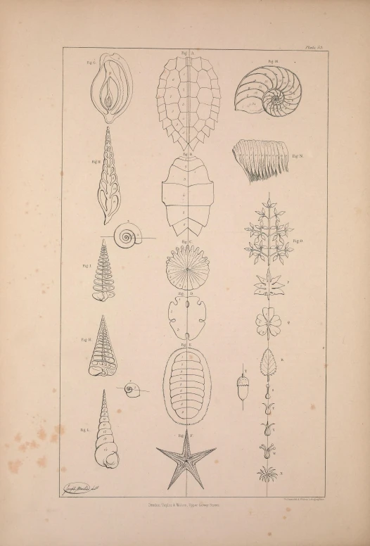 the design for this drawing shows many types of plants