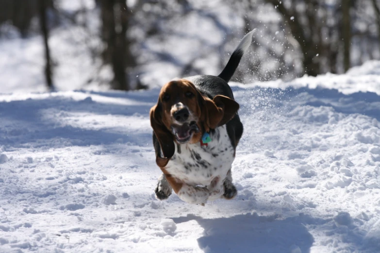 a beagle running through a snow covered field