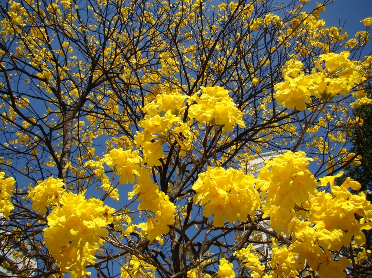 a close up picture of yellow flowers against a clear blue sky