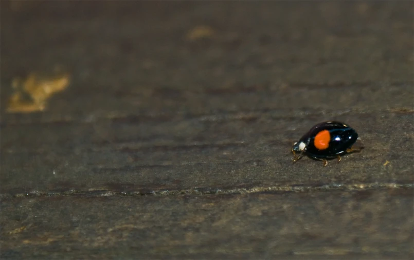 a fly on the ground outside looking into the camera