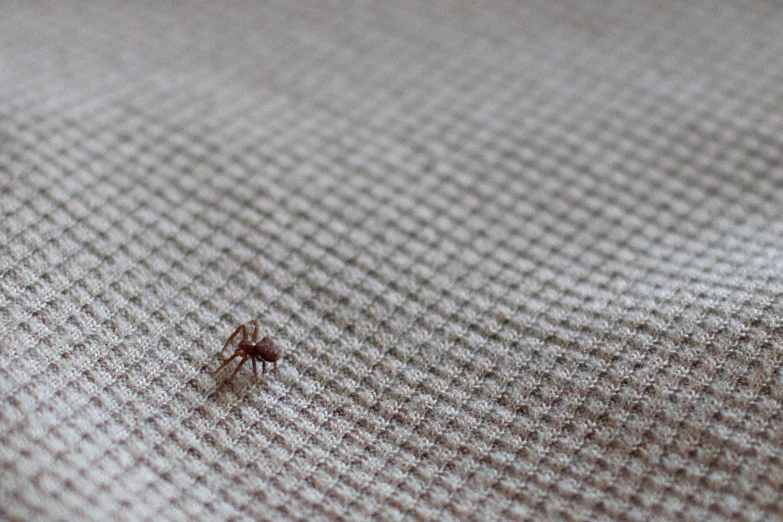 a tiny spider crawls across the bed cover