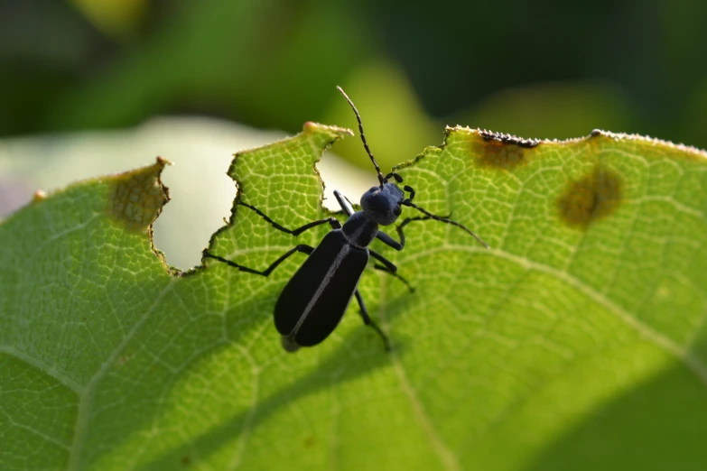 a bug on a leaf with some brown spots