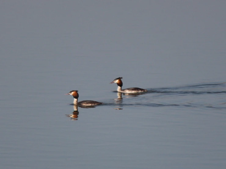 two birds sitting on the water, with water around them