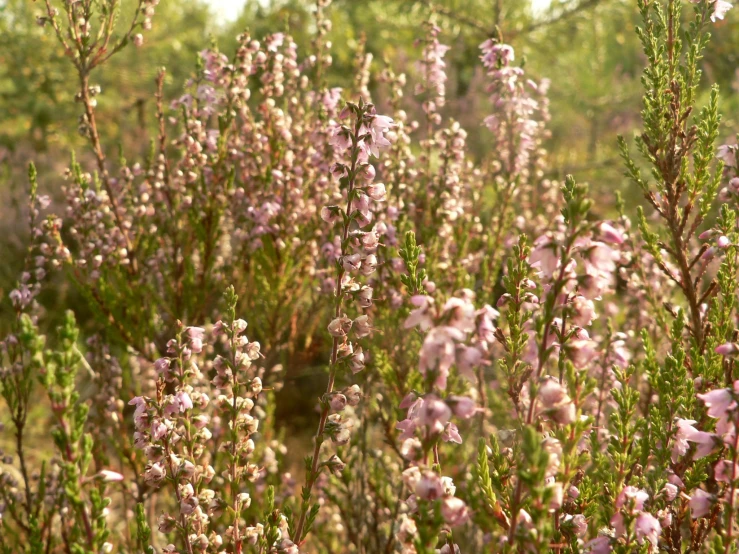 some very pretty purple flowers in a field