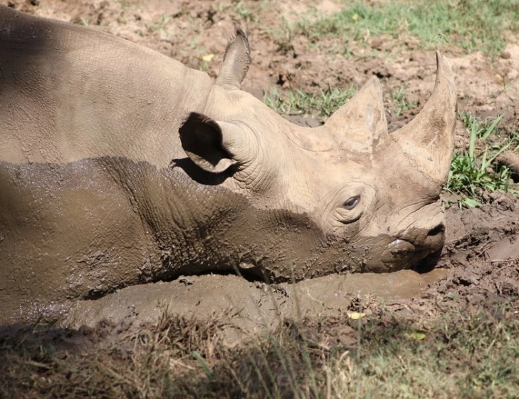 a rhino is covered in mud after a long run