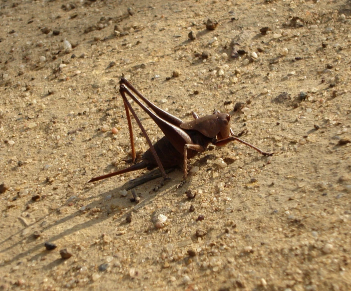 a praying bug lying on a patch of sandy ground