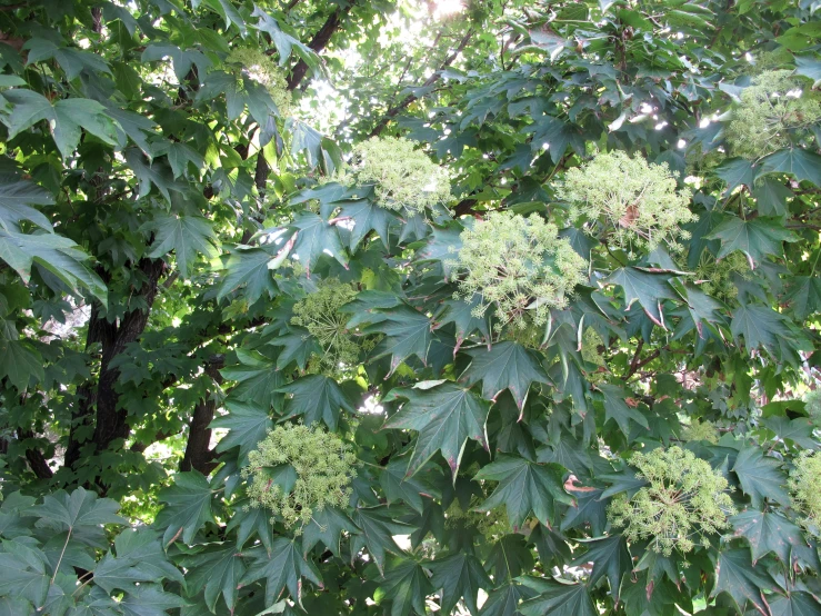 a tree filled with lots of green leaves