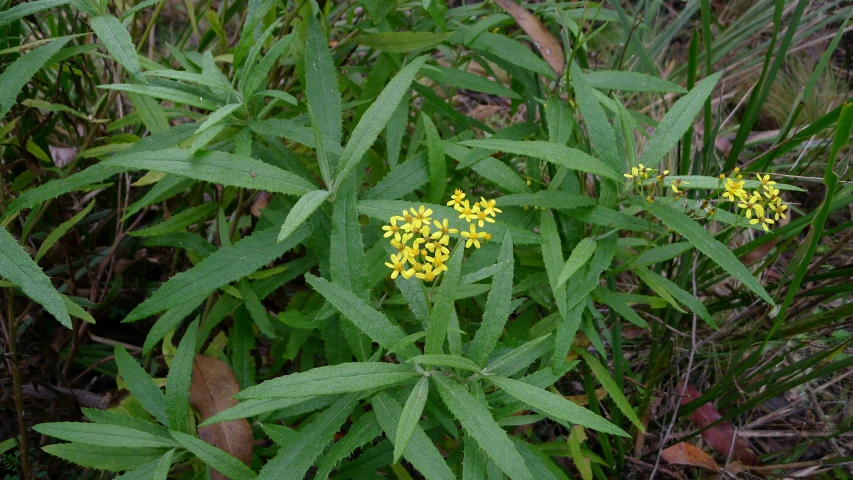 some flowers and plants are in a field