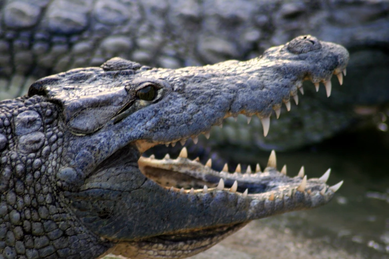 two alligators with their teeth showing and mouths open