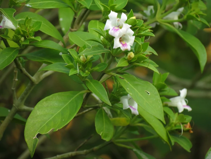 the small white flowers and green leaves are blooming