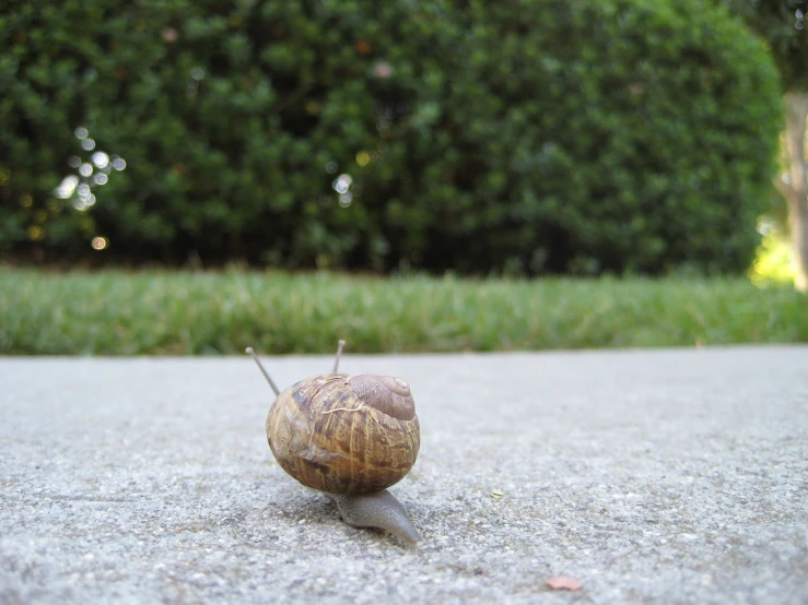 a snail laying on the ground next to some grass