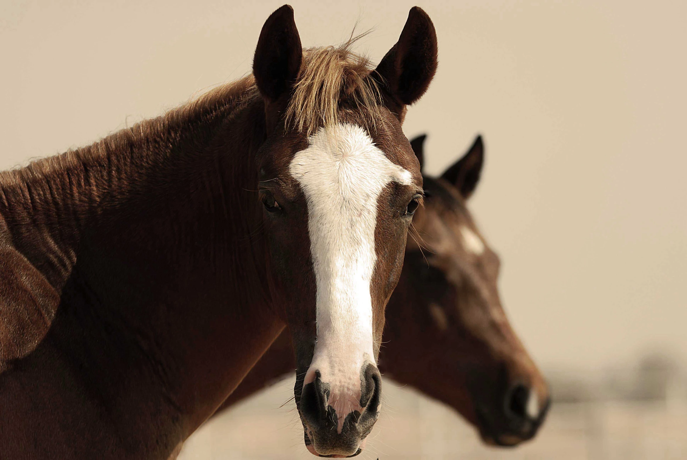 two horses looking at the camera in a field