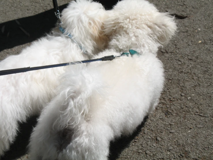 a white dog with a leash tied to its chest