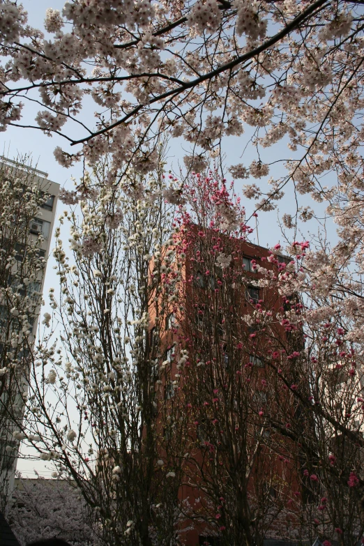 pink flowers blooming in the trees outside