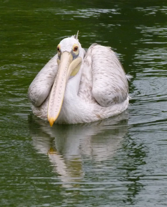 a pelican floating on water with his head resting on his back