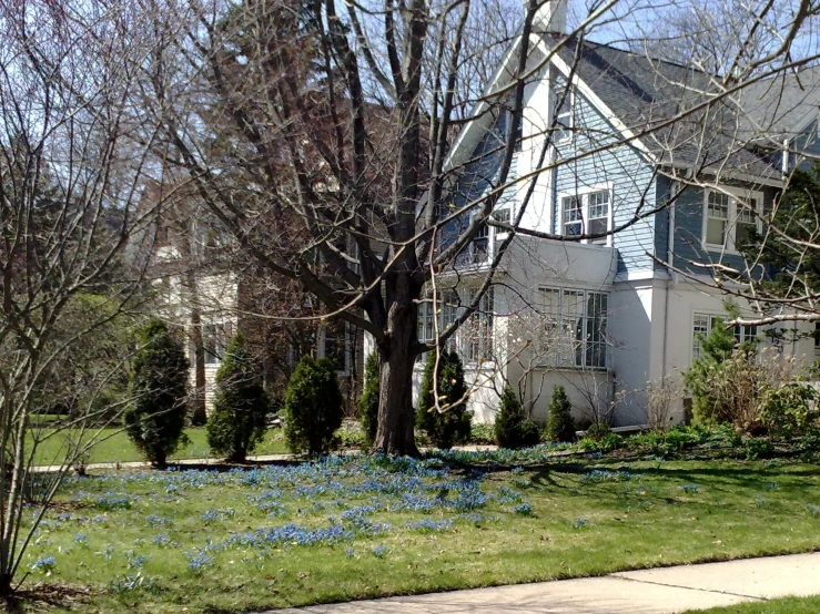 an older house stands in the background with a green lawn and lots of blue flowers growing under it