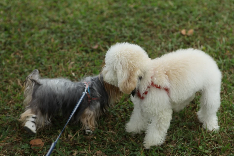 the puppy is licking the other dog on the leash