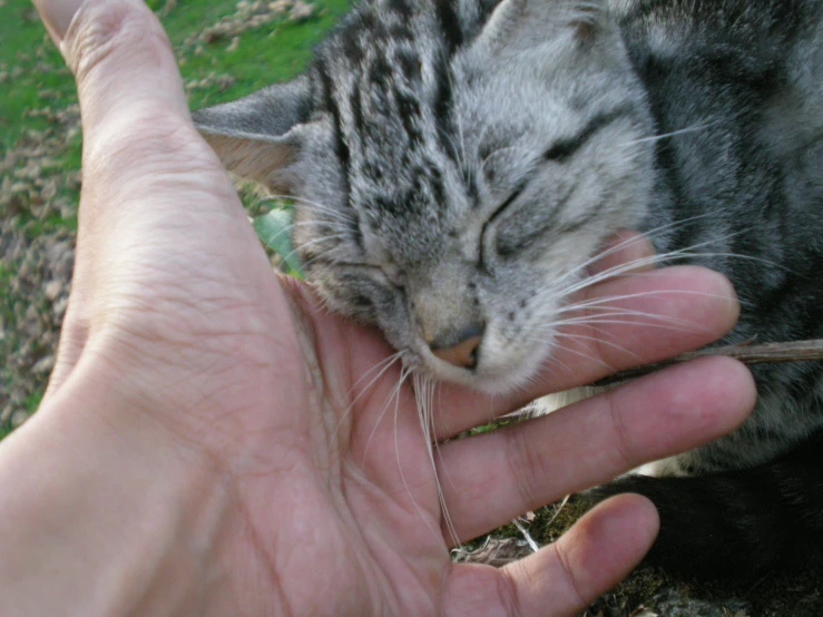 a hand is holding a small kitten outside