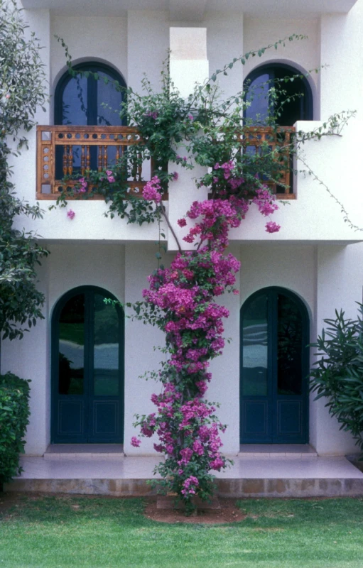 a pink bougaia plant and green shutters are the focal point of this house facade